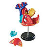 Learning Resources Model Heart Anatomy Image 1