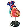 Learning Resources Model Heart Anatomy Image 2