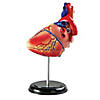 Learning Resources Model Heart Anatomy Image 3