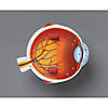 Learning Resources Soft Foam Cross-Section Eye Model Image 1
