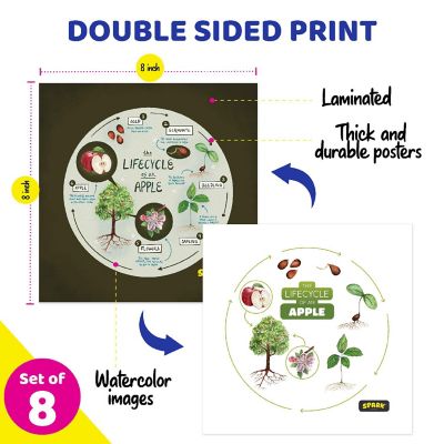 Life Cycles Posters for Classroom and Bulletin Board Charts, Double Sided and Laminated Image 1