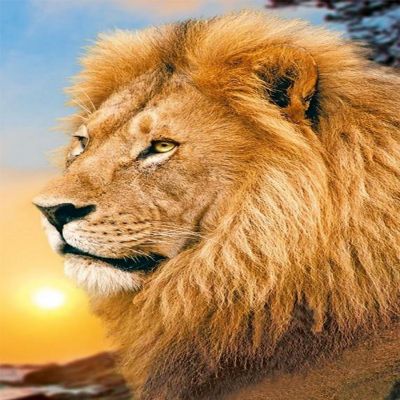 Lion King WD070 10.6 x 14.9 inches Wizardi Diamond Painting Kit Image 1