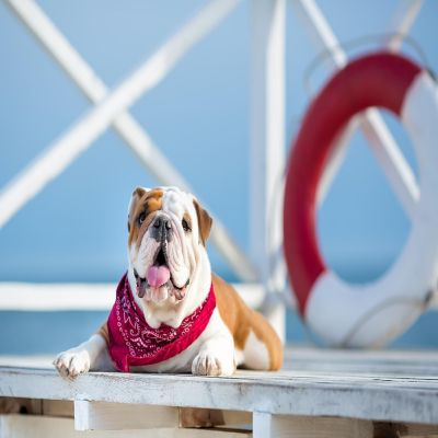 Mechaly Pack of 8 Paisley Cotton Dog Bandana Triangle Shape  - Fits Most Pets (Hot Pink) Image 3