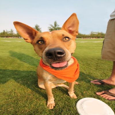 Mechaly Solid Cotton Dog Bandana Triangle Bibs - Small and Medium Pets (Orange) Image 2