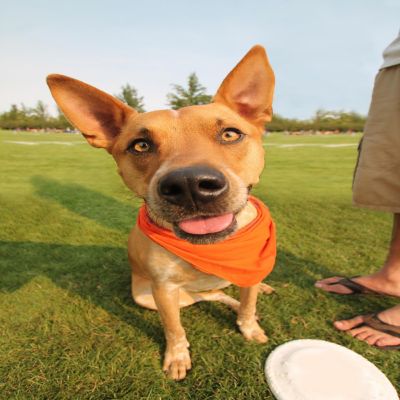 Mechaly Solid Cotton Dog Bandana Triangle Bibs - Small and Medium Pets (Red) Image 2