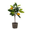 Melrose International Potted Lemon Tree (Set Of 2) 19.5In Image 1