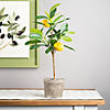 Melrose International Potted Lemon Tree (Set Of 2) 19.5In Image 1