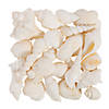 Mixed Large White Sea Shells Image 1