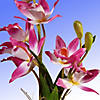 National Tree Company 10" Pink Orchid Flowers Decor Potted Image 2