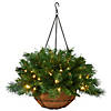 National Tree Company 20" Tiffany Fir Hanging Basket with Battery Operated Warm White LED Lights Image 1