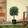 National Tree Company 24" Boxwood Single Ball Topiary in Black Plastic Nursery Pot with 50 RGB LED Lights- UL- A/C Image 1