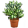 National Tree Company 24" Hosta Plant in 8.5x7.5x6.5" Brown Round Growers Pot Image 1
