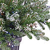 National Tree Company 24" Snowy Morgan Spruce Porch Bush with Twinkly LED Lights Image 2