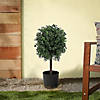 National Tree Company 24"Boxwood Single Ball Topiary in Black Plastic Nursery Pot Image 1