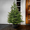 National Tree Company 3 ft. Cypress Topiary in Black Plastic Nursery Pot Image 1