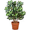 National Tree Company 30" Hosta Plant in 8.5x7.5x6.5" Brown Round Growers Pot Image 1