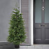 National Tree Company 5 ft. Cypress Topiary in Black Plastic Nursery Pot Image 1