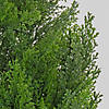 National Tree Company 50" Cedar Tree in Dark Green Round Growers Pot Image 2