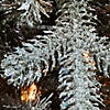 National Tree Company 6.5 ft. Snowy Morgan Spruce Slim Tree with Clear Lights Image 3