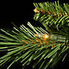 National Tree Company 6.5 ft. Tiffany Fir Slim Tree with Clear Lights Image 3