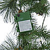 National Tree Company 9 ft. Whitter Pine Garland with LED Lights Image 4