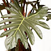 National Tree Company Garden Accents 21" Philodendron Plant in Ceramic Pot-Green Image 3