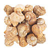 Natural Turnip Sea Shells Image 1