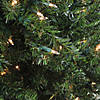 Northlight 1.5' Pre-Lit Medium Canadian Pine Artificial Christmas Tree - Clear Lights Image 2