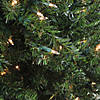 Northlight 2' Pre-Lit Medium Canadian Pine Artificial Christmas Tree - Clear Lights Image 2