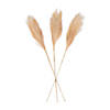 Pampas Grass - 3 Pc. Image 1