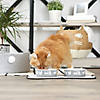 Pet Bowl Cats Meow Gray Medium 6Dx2H (Set Of 2) Image 2