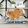 Pet Bowl Cats Meow Navy Large 7.5Dx2.4H (Set Of 2) Image 2