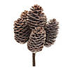 Pine Cone Bundle (Set Of 12) 9"H Cone Image 1