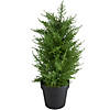 Real Touch Artificial Cedar Pine Petite Arborvitae Tree in Round Pot  Unlit - 2' Image 1