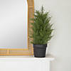 Real Touch Artificial Cedar Pine Petite Arborvitae Tree in Round Pot  Unlit - 2' Image 1