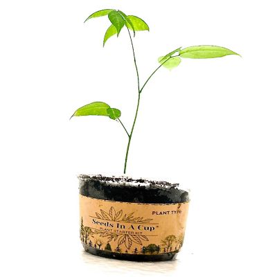 Red Raspberry Plant Starter Kit - Seeds In A Cup Image 2