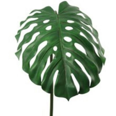 Set of 3: Split Philodendron Leaf Stems Image 1