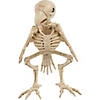 Skeleton Parrot Prop Image 3