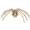 Spider Skeleton Halloween Decoration Image 1