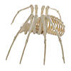 Spider Skeleton Halloween Decoration Image 2