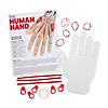 STEM Activities Human Hand - Makes 12 Image 1