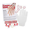 STEM Human Hand Biology Activity Learning Challenge - Makes 12 Image 1