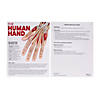 STEM Human Hand Biology Activity Learning Challenge - Makes 12 Image 2