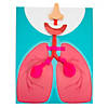 STEM Lung Model Biology Activity Learning Challenge Craft Kit - Makes 10 Image 2