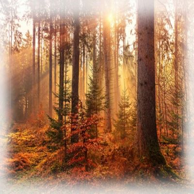 Sun Up Sun Down Autumn Forest Trees Fabric Panel Digital 32x44 Hoffman Spectrum Image 1