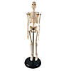 Supertek Human Skeleton Model with Key, 17" Image 1