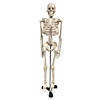 Supertek Human Skeleton Model with Key, 34" Image 1
