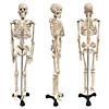 Supertek Human Skeleton Model with Key, 34" Image 1