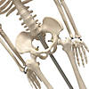 Supertek Human Skeleton Model with Key, 34" Image 2