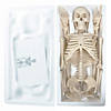 Supertek Human Skeleton Model with Key, 34" Image 3